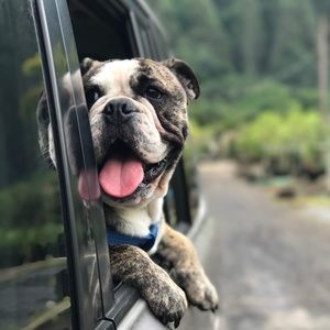 Meet your Posher, Casey